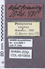 Etikette zu Pyrophorus strabus (NHMW-ZOO-COL-0010835)